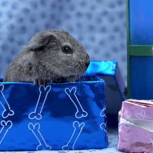 video-production-company-filming-with-animals