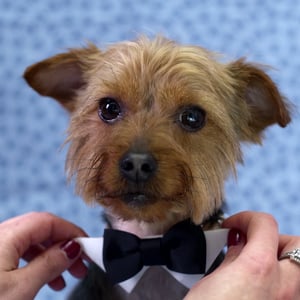 video-production-company-filming-with-animals