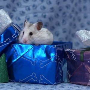video-production-company-filming-with-animals