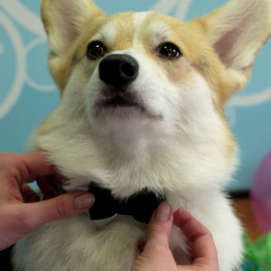 video-production-company-filming-with-animals