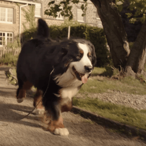 video-production-company-filming-with-animals