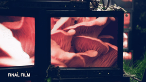 GIF_Final