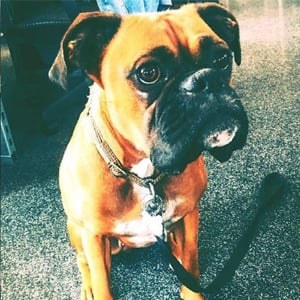 video-production-company-Bring-Dogs-To-Work