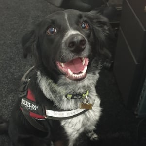video-production-company-Bring-Dogs-To-Work