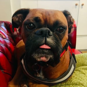 video-production-company-Bring-Dogs-To-Work