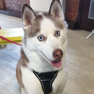 video-production-company-Bring-Dogs-To-Work