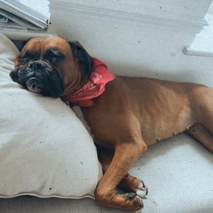video-production-company-Bring-Dogs-To-Work