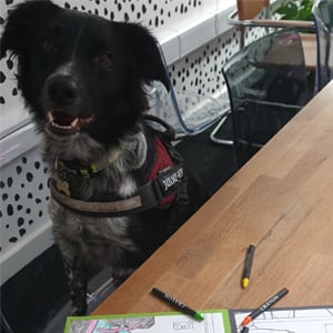video-production-company-Bring-Dogs-To-Work