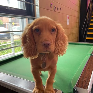 video-production-company-Bring-Dogs-To-Work