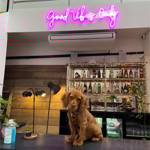 video-production-company-Bring-Dogs-To-Work