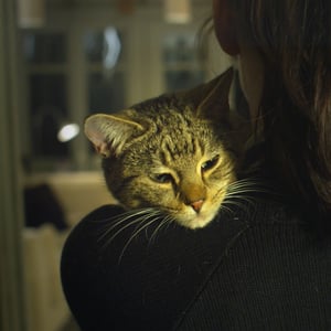 video-production-company-filming-with-animals